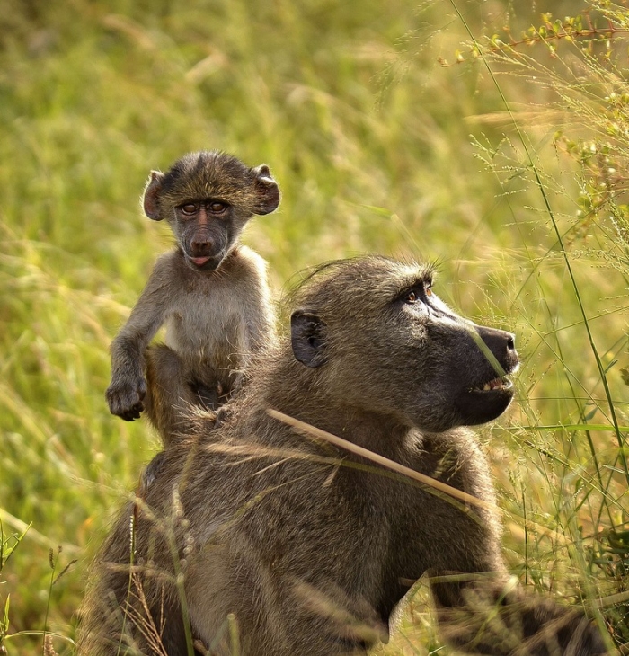 baboon-27989281280.jpg