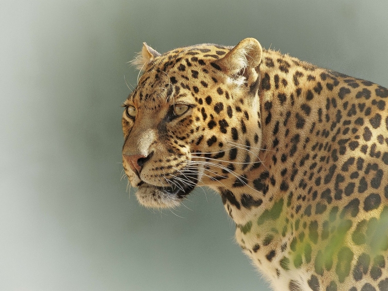 leopard-27989401280.jpg
