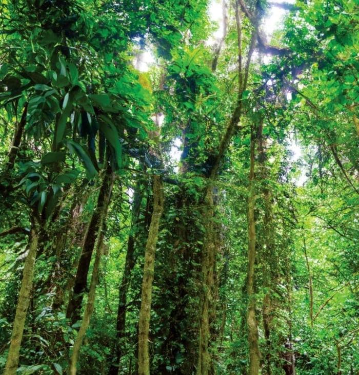 Foreste-del-Vietnam.jpg