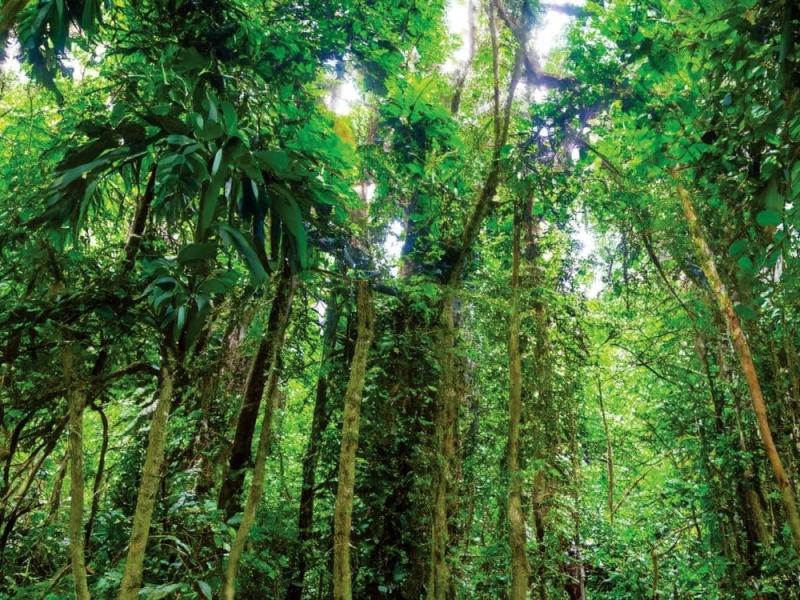 Foreste-del-Vietnam.jpg
