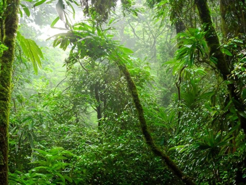 Natura-del-Vietnam.jpg