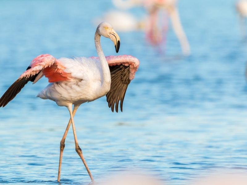 flamingo-25915221920.jpg
