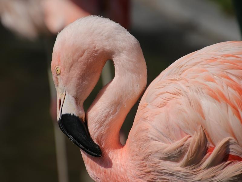 flamingo-55573271920.jpg